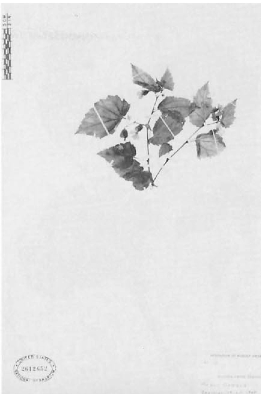 B. cavum
